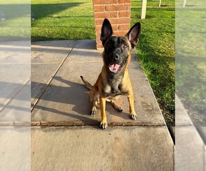 Mutt Dogs for adoption in Imlay City, MI, USA