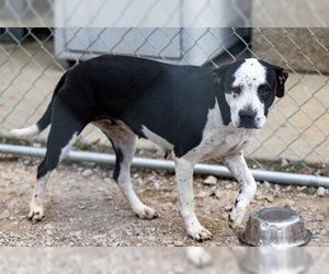 Bulldog-Pointer Mix Dogs for adoption in Terre Haute, IN, USA