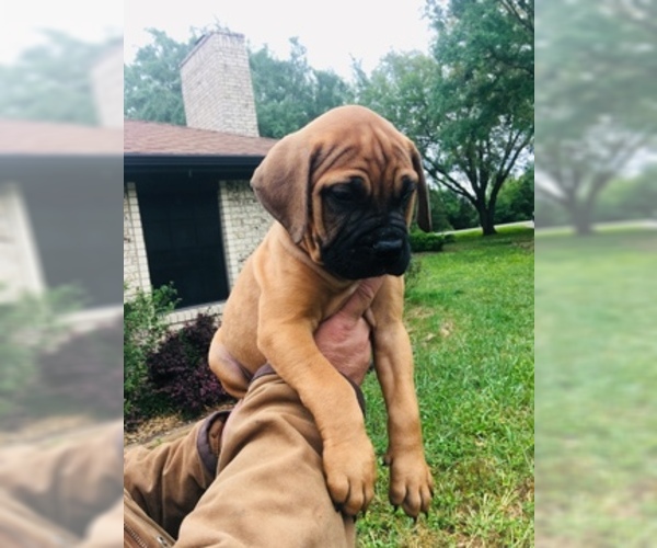 Medium Photo #5 Bullmastiff Puppy For Sale in BELLVILLE, TX, USA