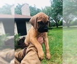 Small Photo #5 Bullmastiff Puppy For Sale in BELLVILLE, TX, USA