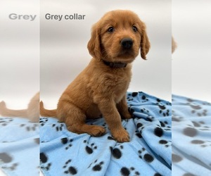 Golden Retriever Puppy for sale in MOUNTAIN VIEW, AR, USA