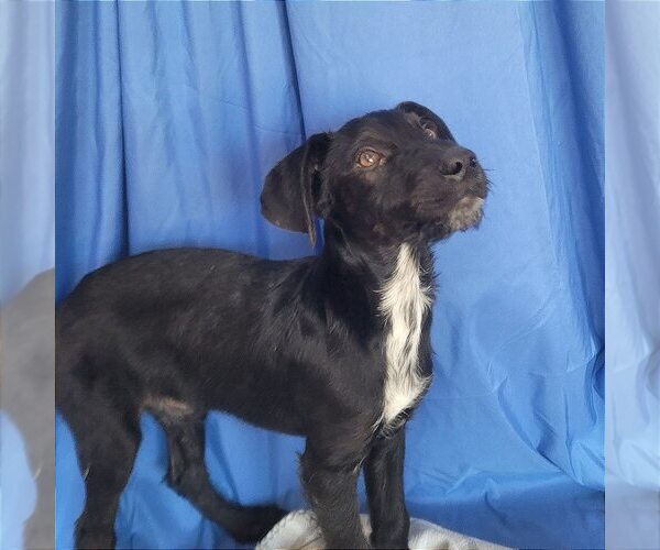 Medium Photo #3 Mutt Puppy For Sale in Minneapolis, MN, USA