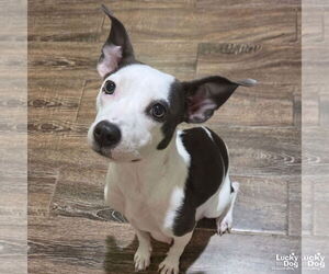 Feist Terrier-Rat Terrier Mix Dogs for adoption in Washington, DC, USA