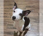 Small Feist Terrier-Rat Terrier Mix
