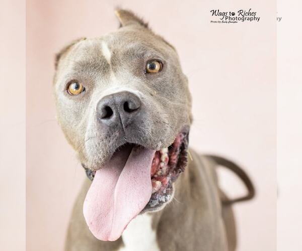 Medium Photo #2 American Staffordshire Terrier-Unknown Mix Puppy For Sale in Anniston, AL, USA