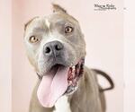 Small #1 American Staffordshire Terrier Mix