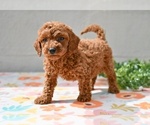Small #2 Poodle (Miniature)