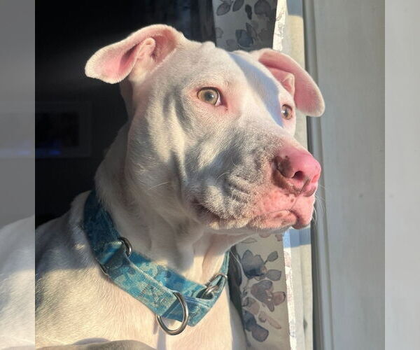 Medium Photo #1 Mutt Puppy For Sale in Hillsboro, NH, USA