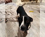 Small #1 Labrador Retriever Mix