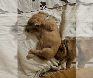 Golden Retriever Puppy for sale in CANTON, OH, USA