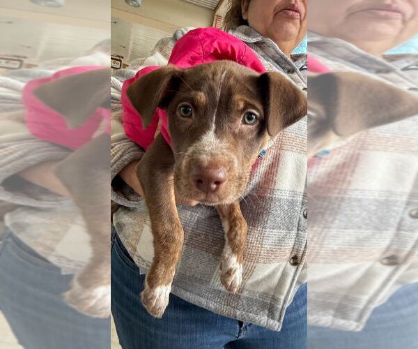 Medium Photo #3 Labrador Retriever-Unknown Mix Puppy For Sale in Silver Spring, MD, USA