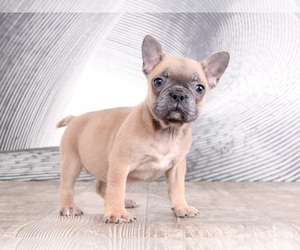 French Bulldog Puppy for sale in WESTPOINT, IN, USA
