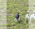 Small Photo #27 Jack Russell Terrier Puppy For Sale in FORT PIERCE, FL, USA