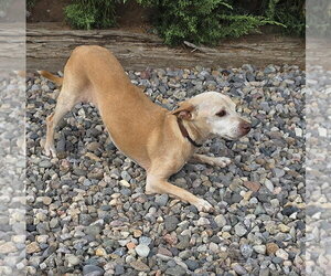 Chihuahua-Unknown Mix Dogs for adoption in Albuquerque, NM, USA