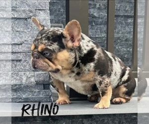 Father of the French Bulldog puppies born on 12/31/2025