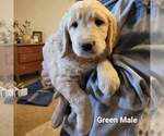 Small Photo #11 Goldendoodle Puppy For Sale in ALTUS, OK, USA