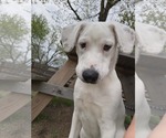 Small #4 Great Pyrenees Mix