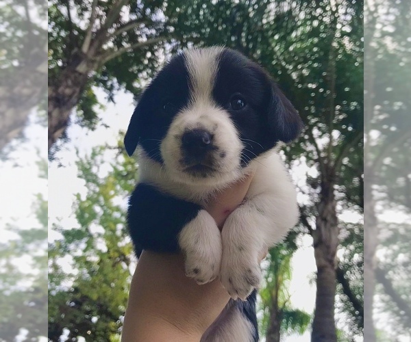 Medium Photo #3 Beagle-Papillon Mix Puppy For Sale in SARASOTA, FL, USA