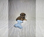 Small #2 Shorkie Tzu