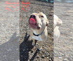 Small #4 American Pit Bull Terrier Mix