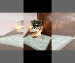 Small Photo #1 Chihuahua Puppy For Sale in NEW HAVEN, IN, USA