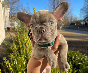 French Bulldog Puppy for sale in ATLANTA, GA, USA