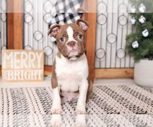 Boston Terrier Puppy for sale in NAPLES, FL, USA