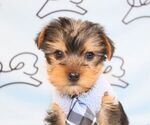 Small Photo #45 Yorkshire Terrier Puppy For Sale in LAS VEGAS, NV, USA