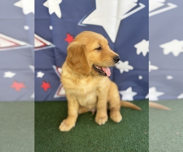 Medium Photo #12 Golden Retriever Puppy For Sale in CERES, CA, USA