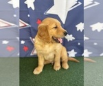 Small #11 Golden Retriever