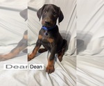Small #5 Doberman Pinscher