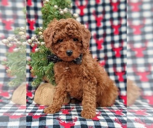 Poodle (Miniature) Puppy for sale in NEW PROVIDENCE, PA, USA