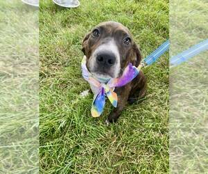 Mutt Dogs for adoption in Candler, NC, USA
