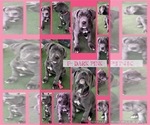 Puppy Dark Pink Cane Corso-Great Dane Mix
