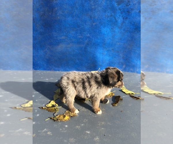 Medium Photo #17 Australian Shepherd-Saint Bernard Mix Puppy For Sale in BAKERSFIELD, CA, USA