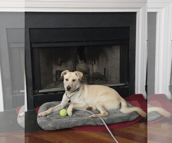 Medium Photo #4 Mutt Puppy For Sale in Rockaway, NJ, USA