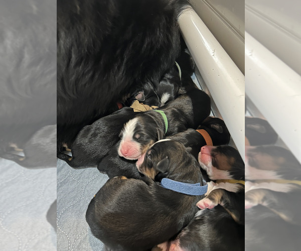 Medium Photo #27 Bernese Mountain Dog Puppy For Sale in ENOCH, UT, USA