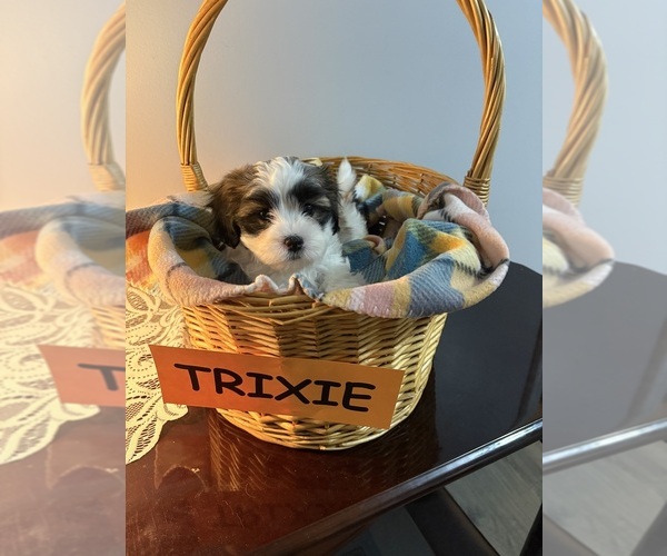 Medium Photo #1 Zuchon Puppy For Sale in RICHLANDS, NC, USA