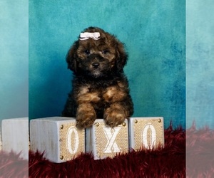 Goldendoodle (Miniature) Puppy for sale in WARSAW, IN, USA