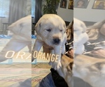 Puppy 6 Golden Labrador
