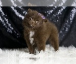 Small Photo #3 Pomeranian Puppy For Sale in WARSAW, IN, USA