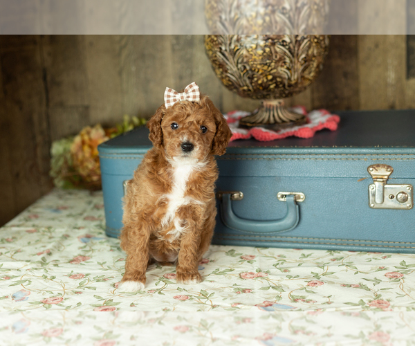 Medium Photo #1 Miniature Labradoodle Puppy For Sale in NAPPANEE, IN, USA