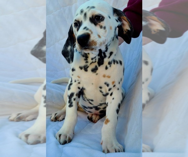 Medium Photo #2 Dalmatian Puppy For Sale in CAPE MAY COURT HOUSE, NJ, USA
