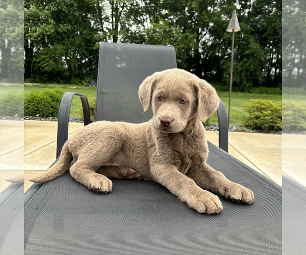 Medium Photo #3 Labrador Retriever Puppy For Sale in FRANKLIN, IN, USA