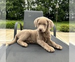 Small #2 Labrador Retriever