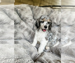 Small Photo #5 Poodle (Standard) Puppy For Sale in ELGIN, TX, USA