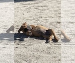 Small Photo #28 Rhodesian Ridgeback Puppy For Sale in MORONGO VALLEY, CA, USA