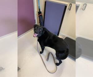 Borador Dogs for adoption in Santa Cruz, CA, USA