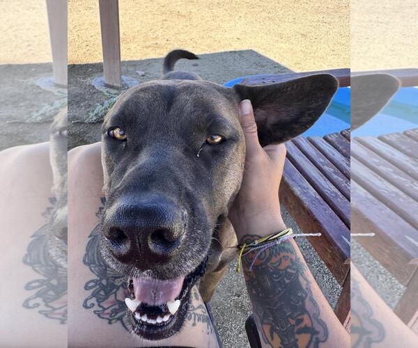 Medium Photo #2 Doberman Pinscher-Neapolitan Mastiff Mix Puppy For Sale in Incline Village, NV, USA