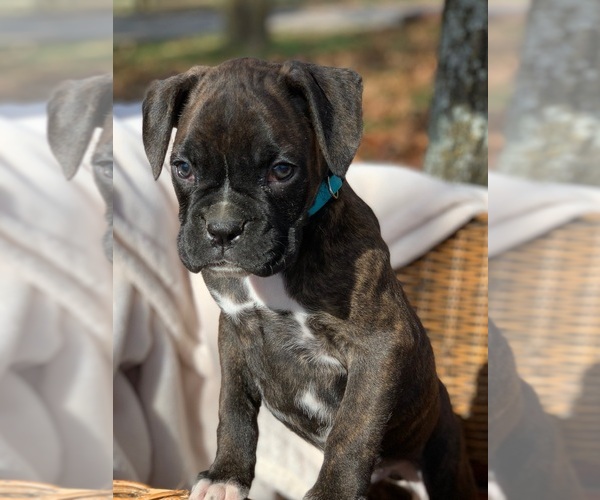 Medium Photo #4 Boxer Puppy For Sale in HUNTSVILLE, AR, USA